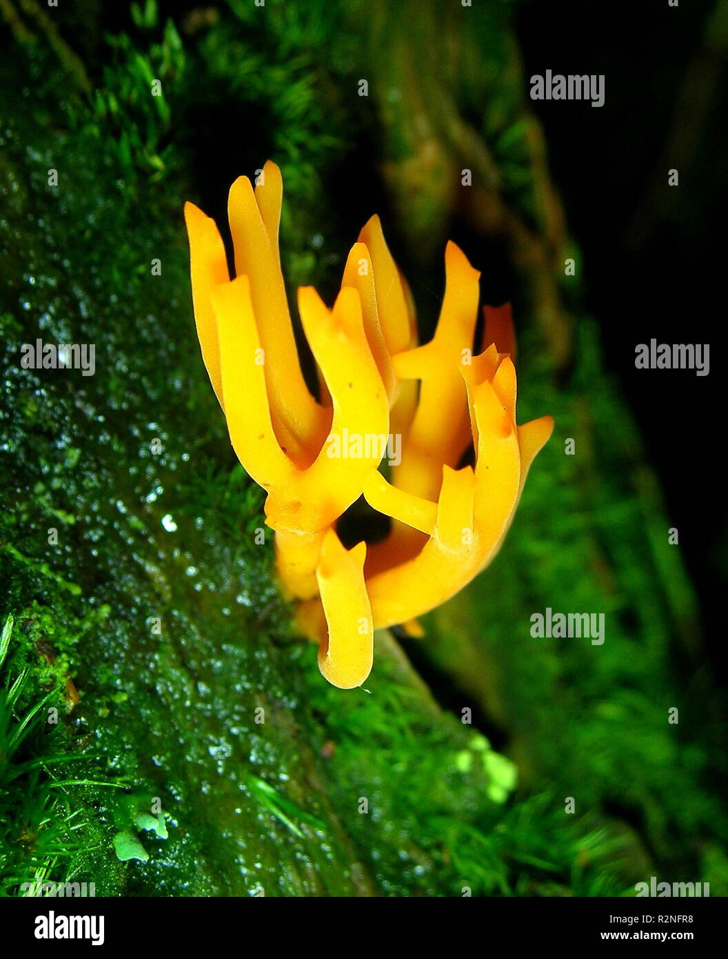 coral mushroom Stock Photo Alamy