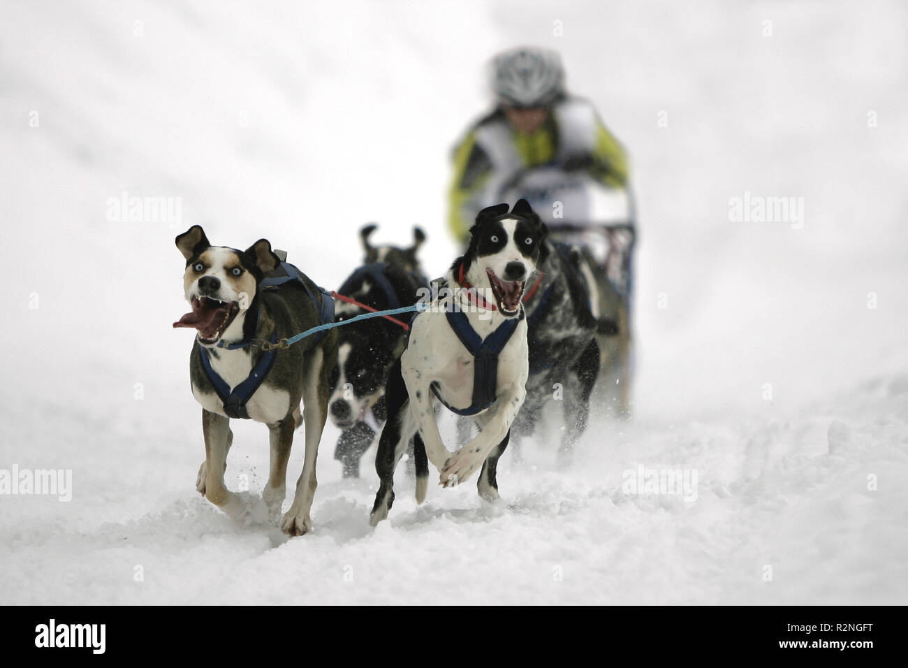 european husky Stock Photo Alamy