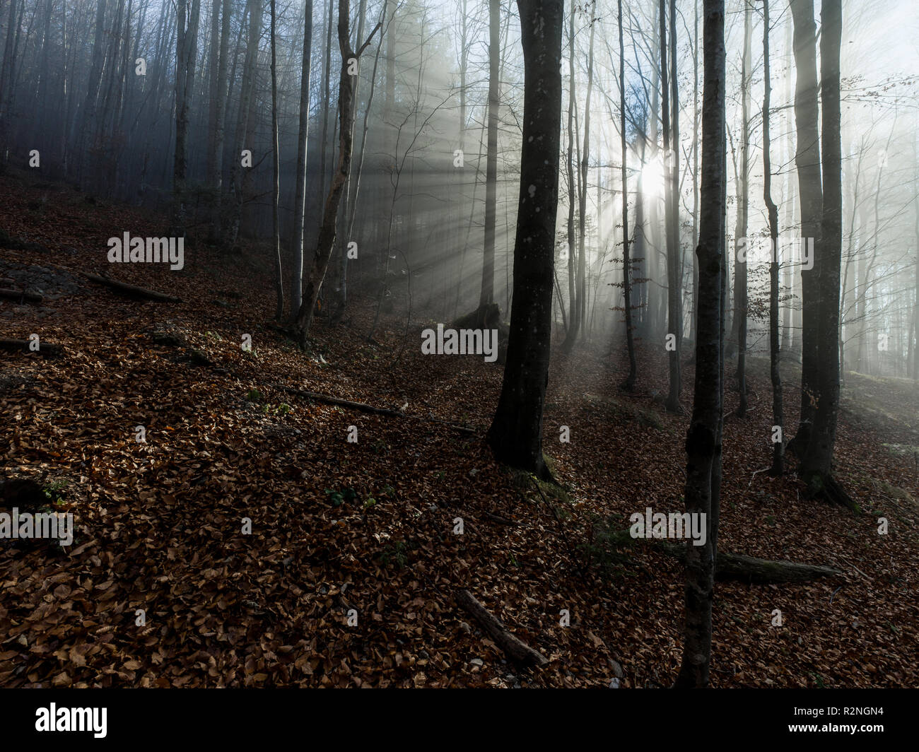 Mysterious Forest, Sun shining through fog with beautiful light rays Stock Photo