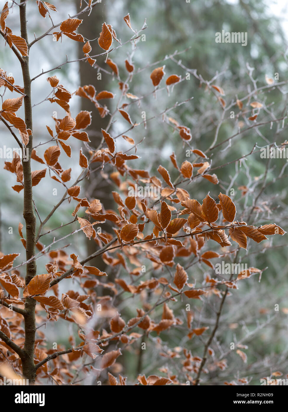 Beautiful red frost-lined foliage in misty Autumn Forest Stock Photo