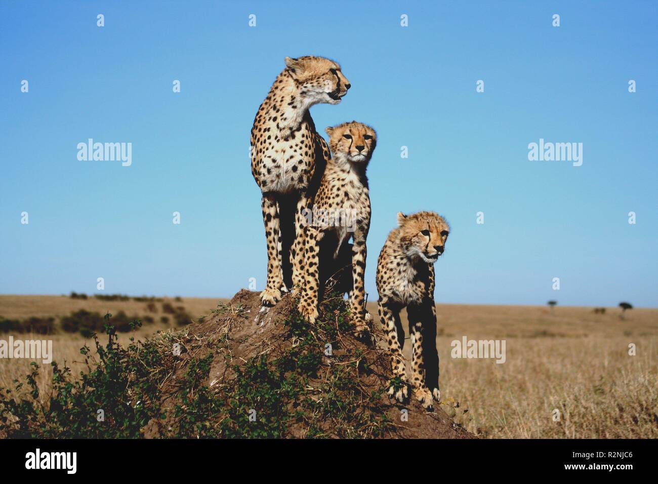 cheetah masai mara Stock Photo