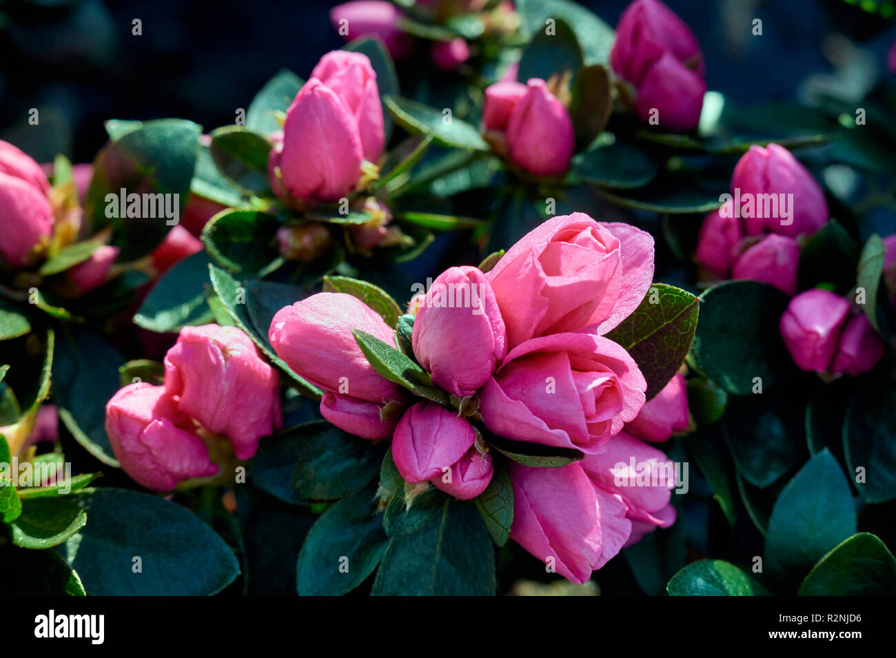 Pink azaleas in the greenhouse Stock Photo