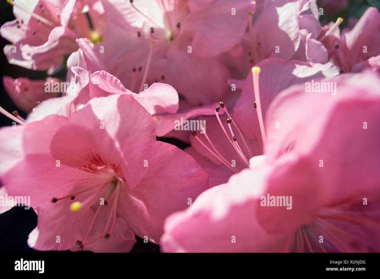 Close-up of pink azaleas in the greenhouse Stock Photo