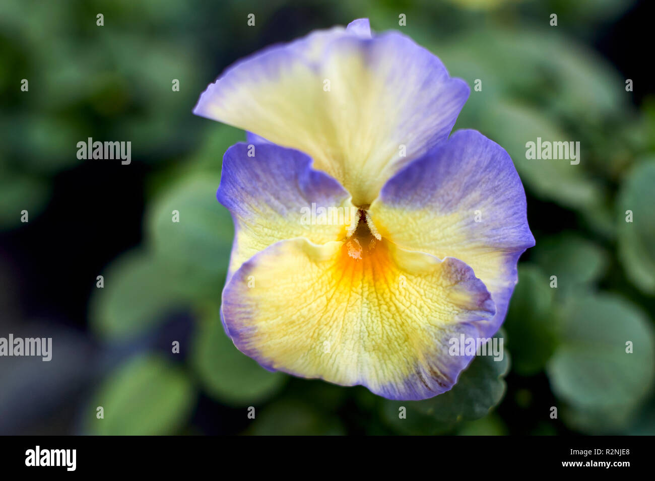 Pansy in the greenhouse Stock Photo