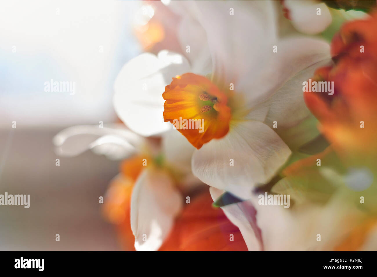 Tulips and daffodils in the nursery, bouquet of tulips and daffodils on
