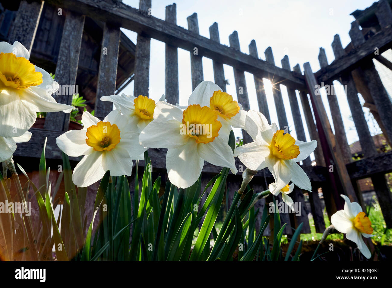 Daffodils in the back light in front of wooden garden fence and farmhouse Stock Photo