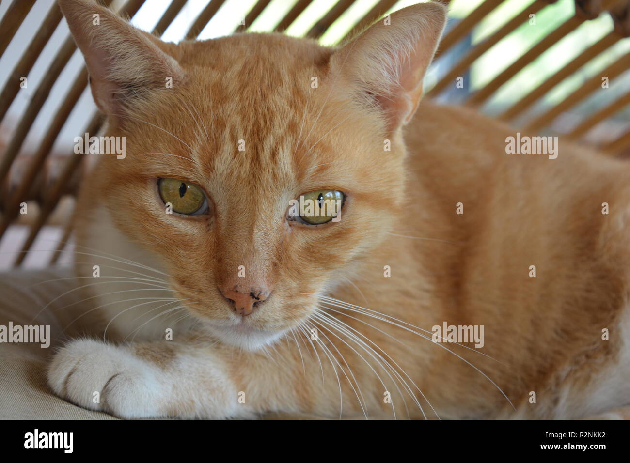 Ginger marmalade cat with yellow eyes, portrait, looking at camera Stock Photo
