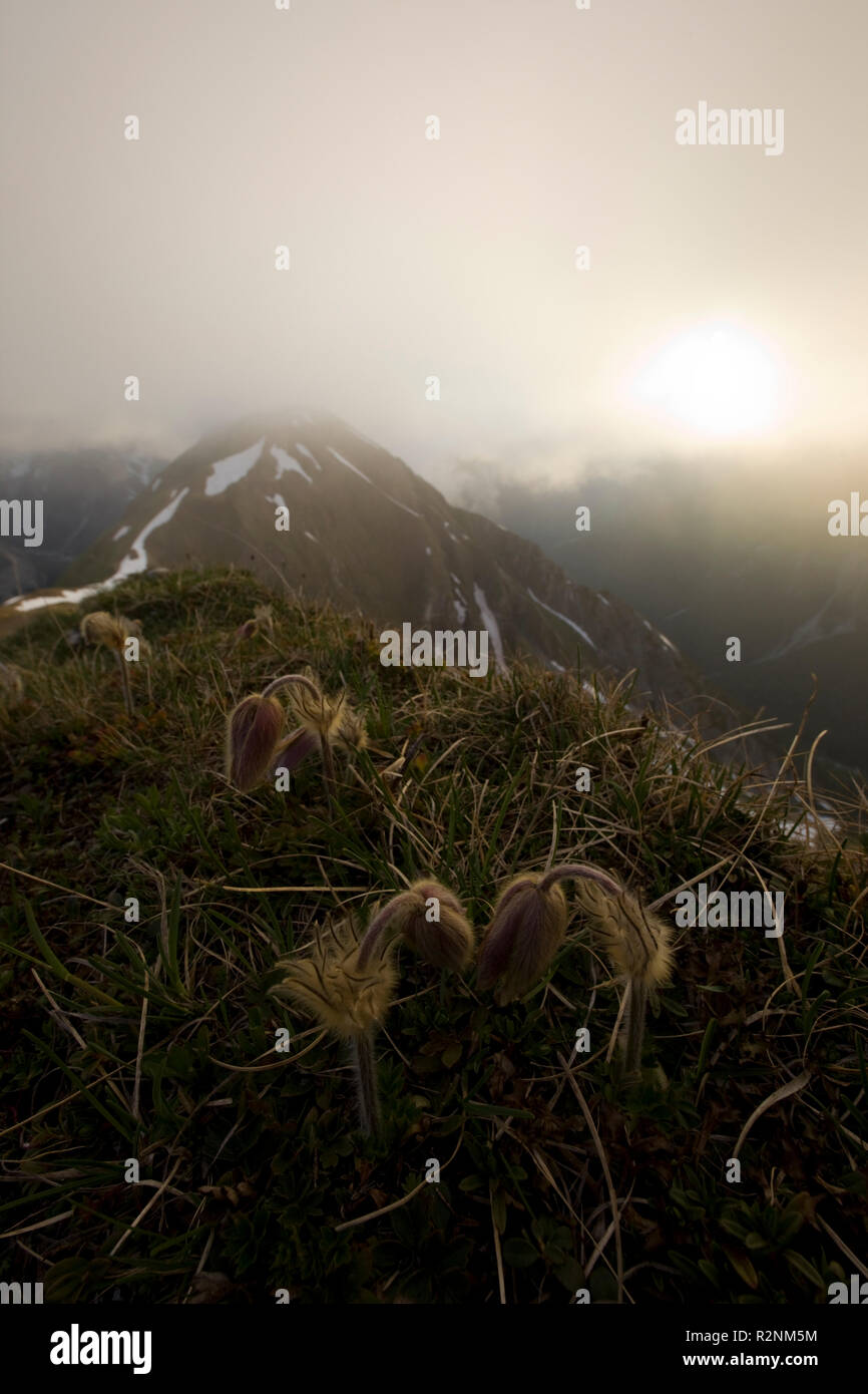 Pasqueflower, pulsatilla, Hochpleisspitze Peak, Lechtal Alps, Tyrol, Austria Stock Photo