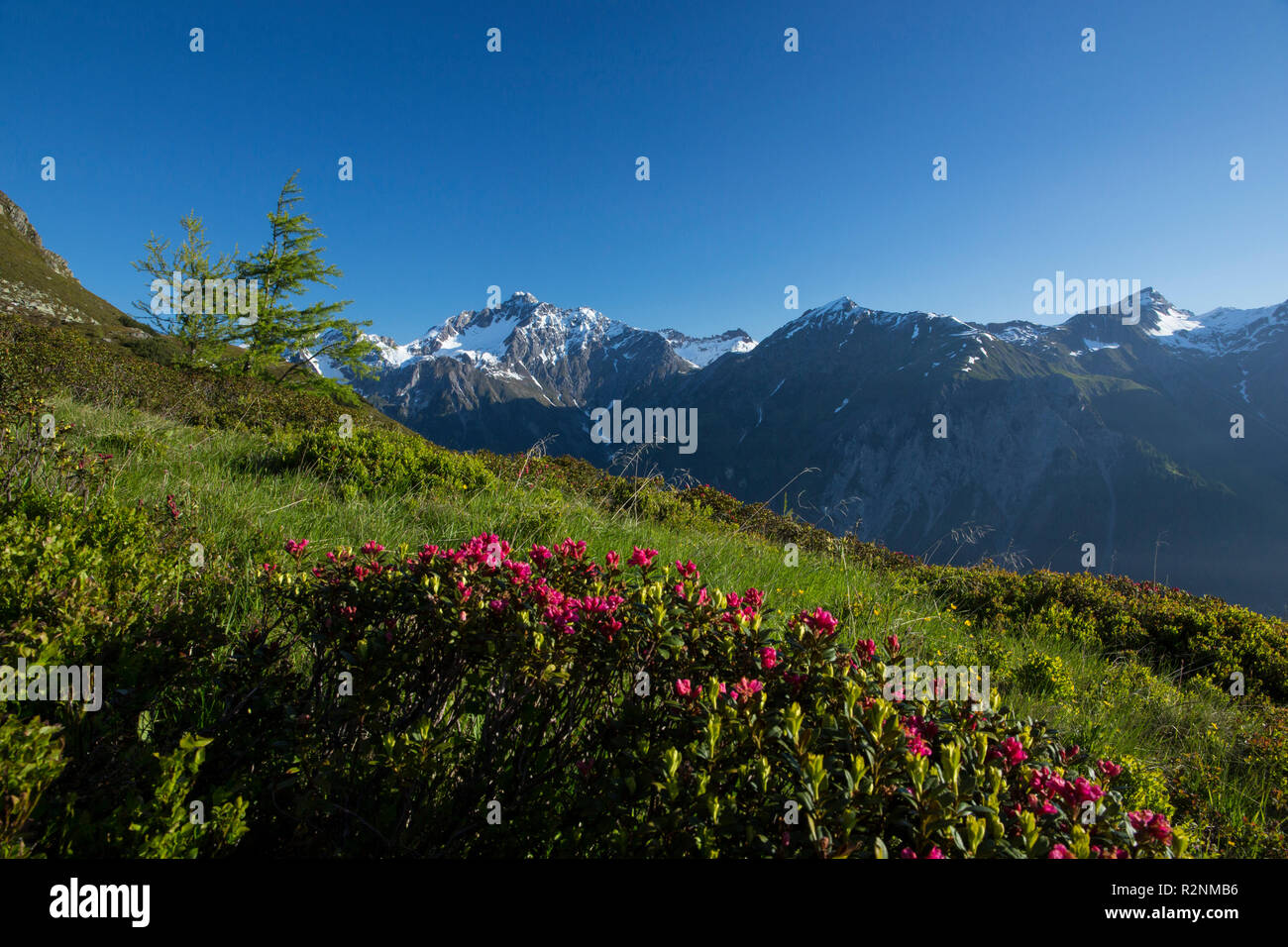 Rhododendron hirsutum (Alpenrose), at Sattelspitze Mountain, Verwall Group, Tyrol, Austria Stock Photo