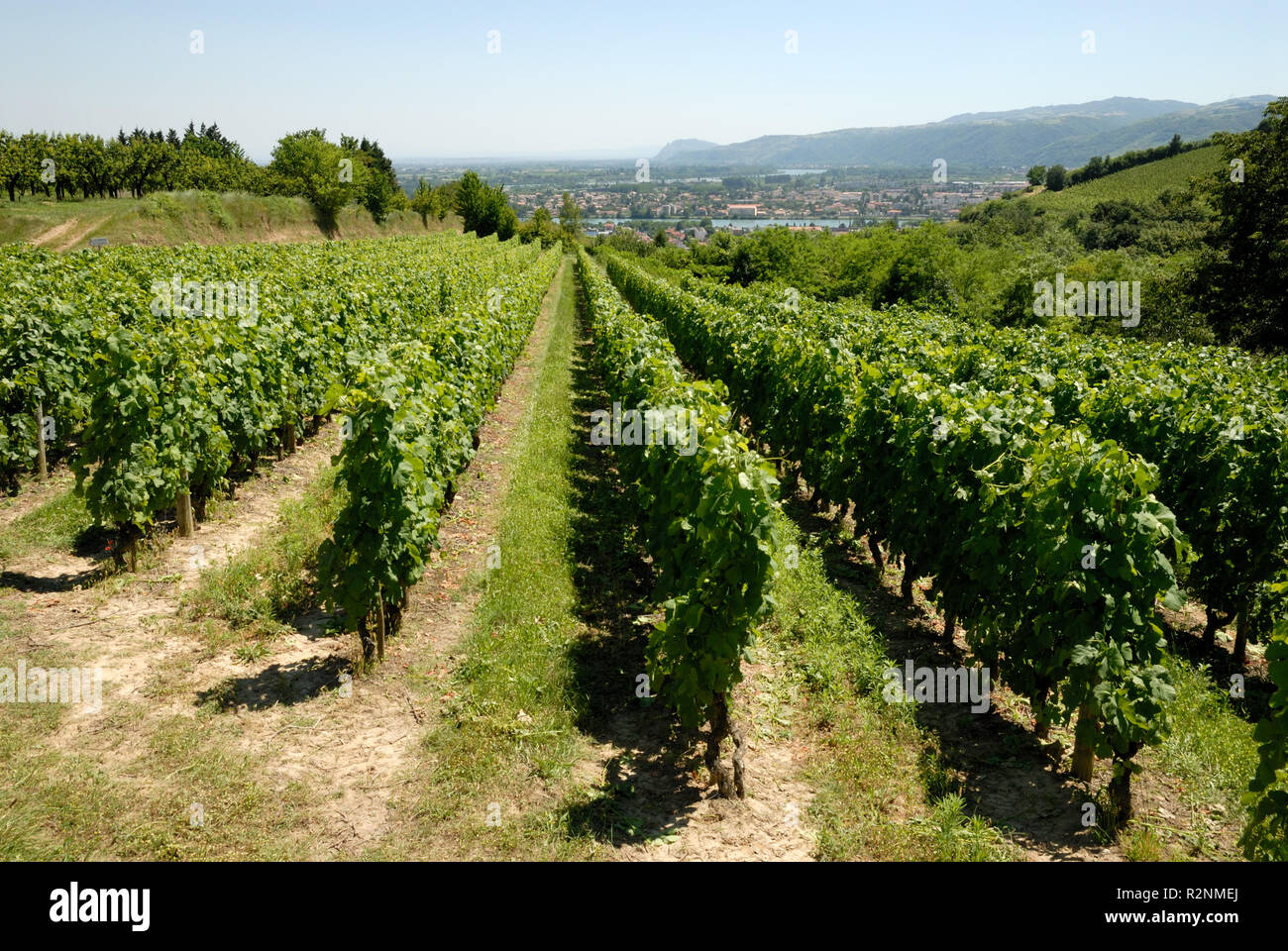 vineyard in france Stock Photo