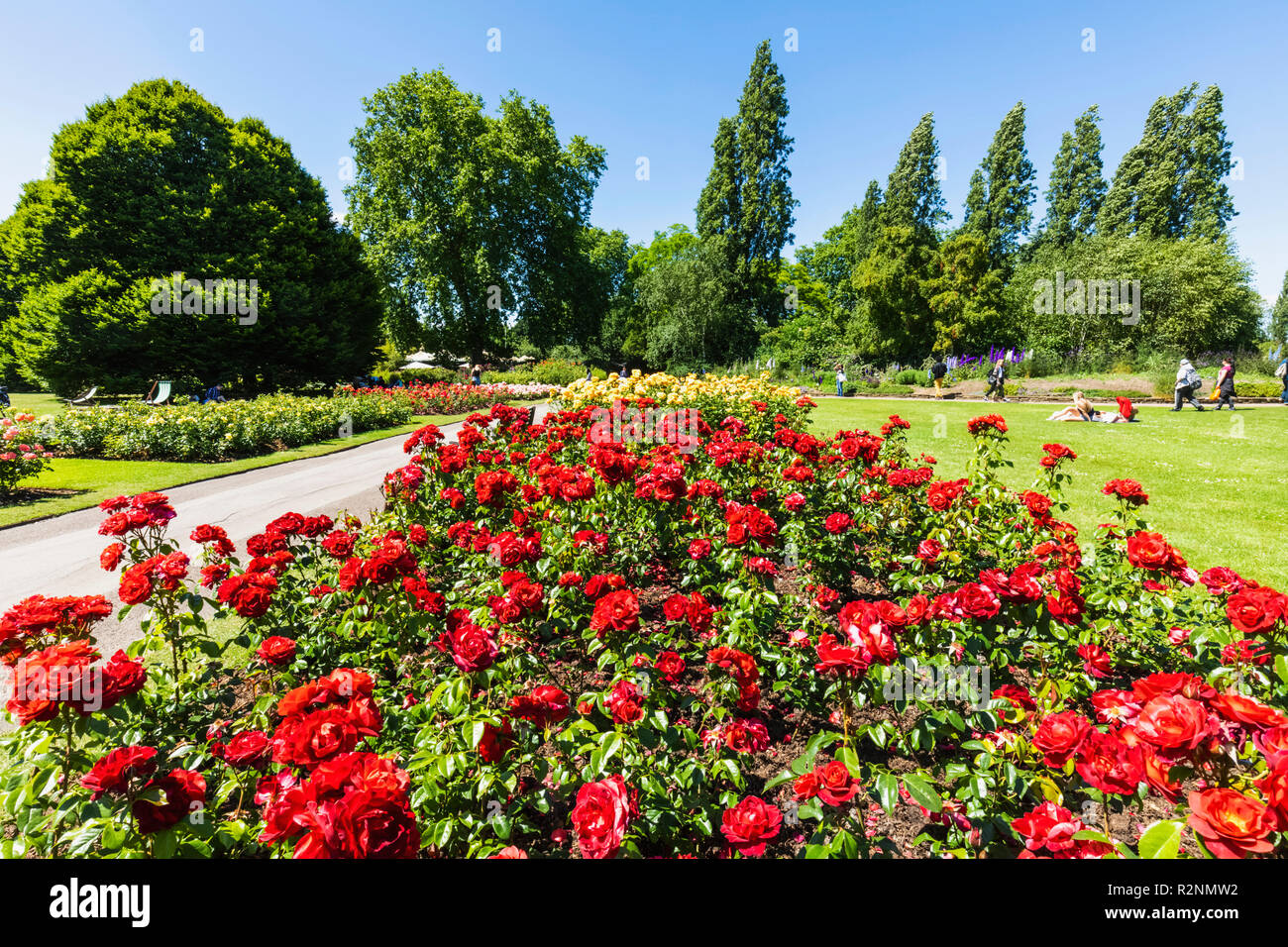 England, London, Regents Park, Queen Mary's Gardens, Roses Stock Photo