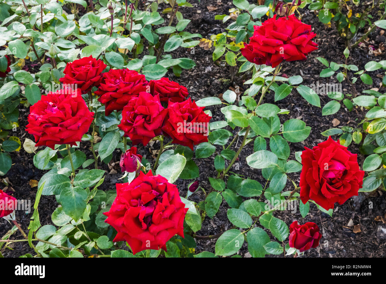 England, London, Regents Park, Queen Mary's Gardens, Roses Stock Photo