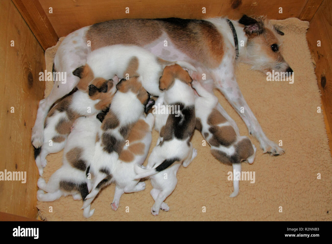 Dogs teats hires stock photography and images Alamy