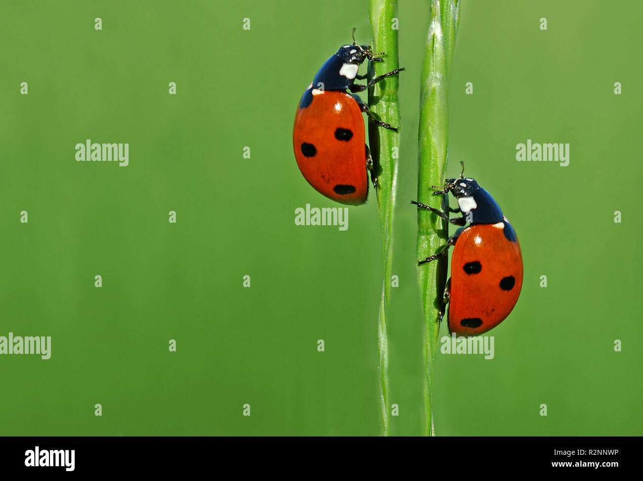 ladybugs couple Stock Photo