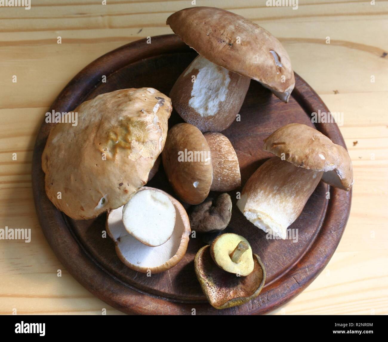 porcini mushrooms Stock Photo