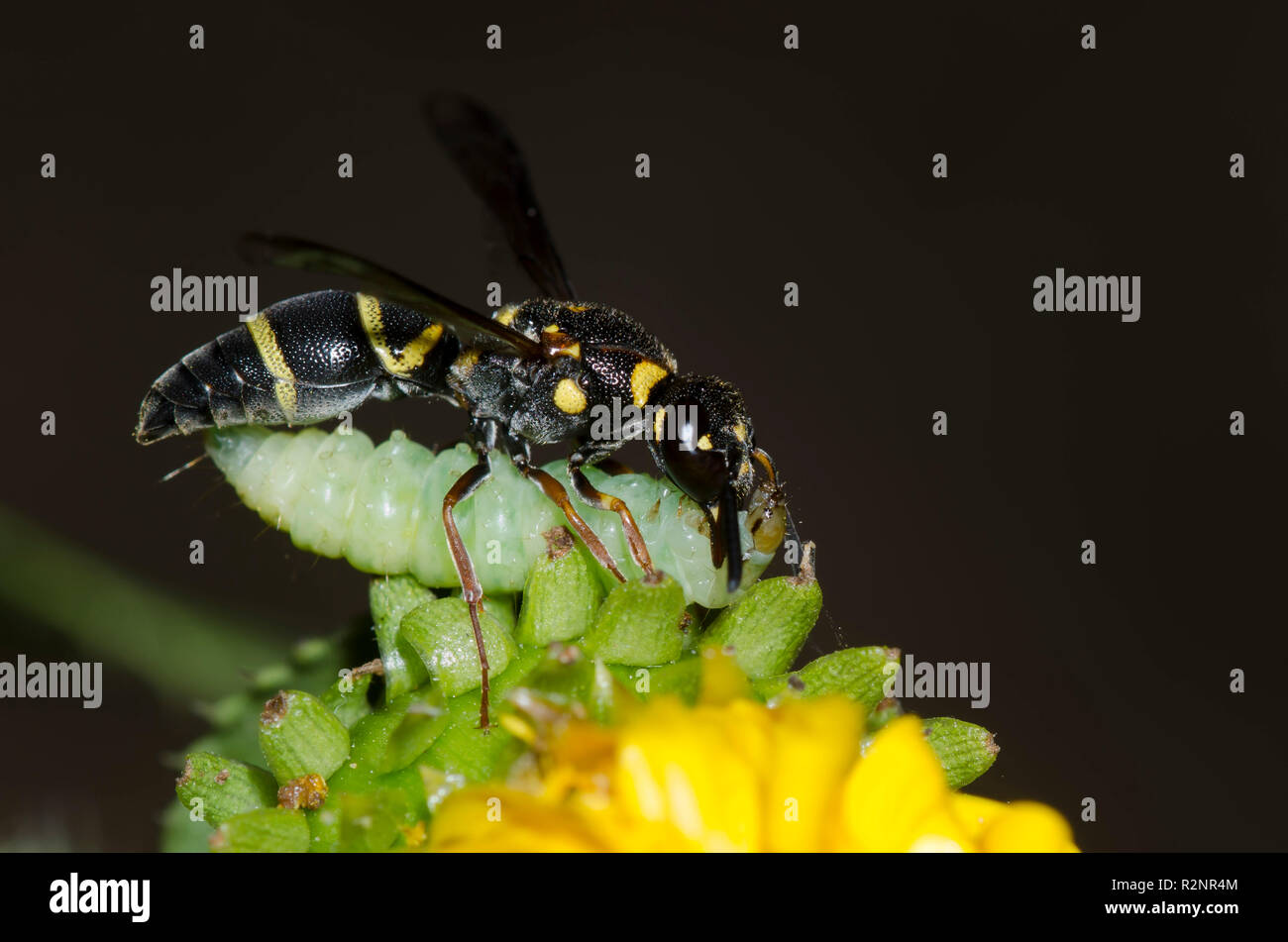 Potter Wasp, Parancistrocerus fulvipes, with caterpillar prey on Spanish Gold, Grindelia ciliata Stock Photo