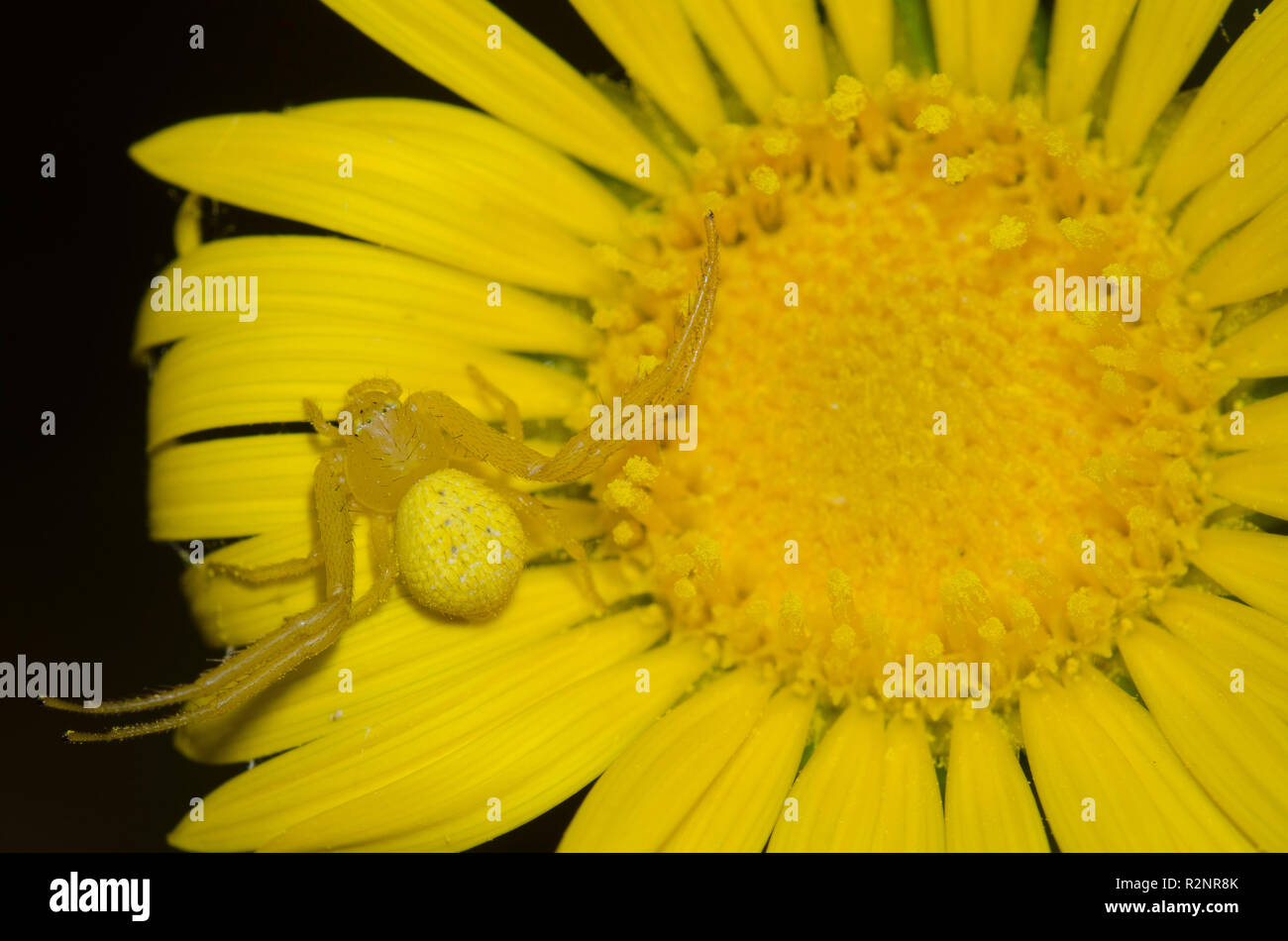 Crab Spider, Family Thomisidae, on Spanish Gold, Grindelia ciliata Stock Photo