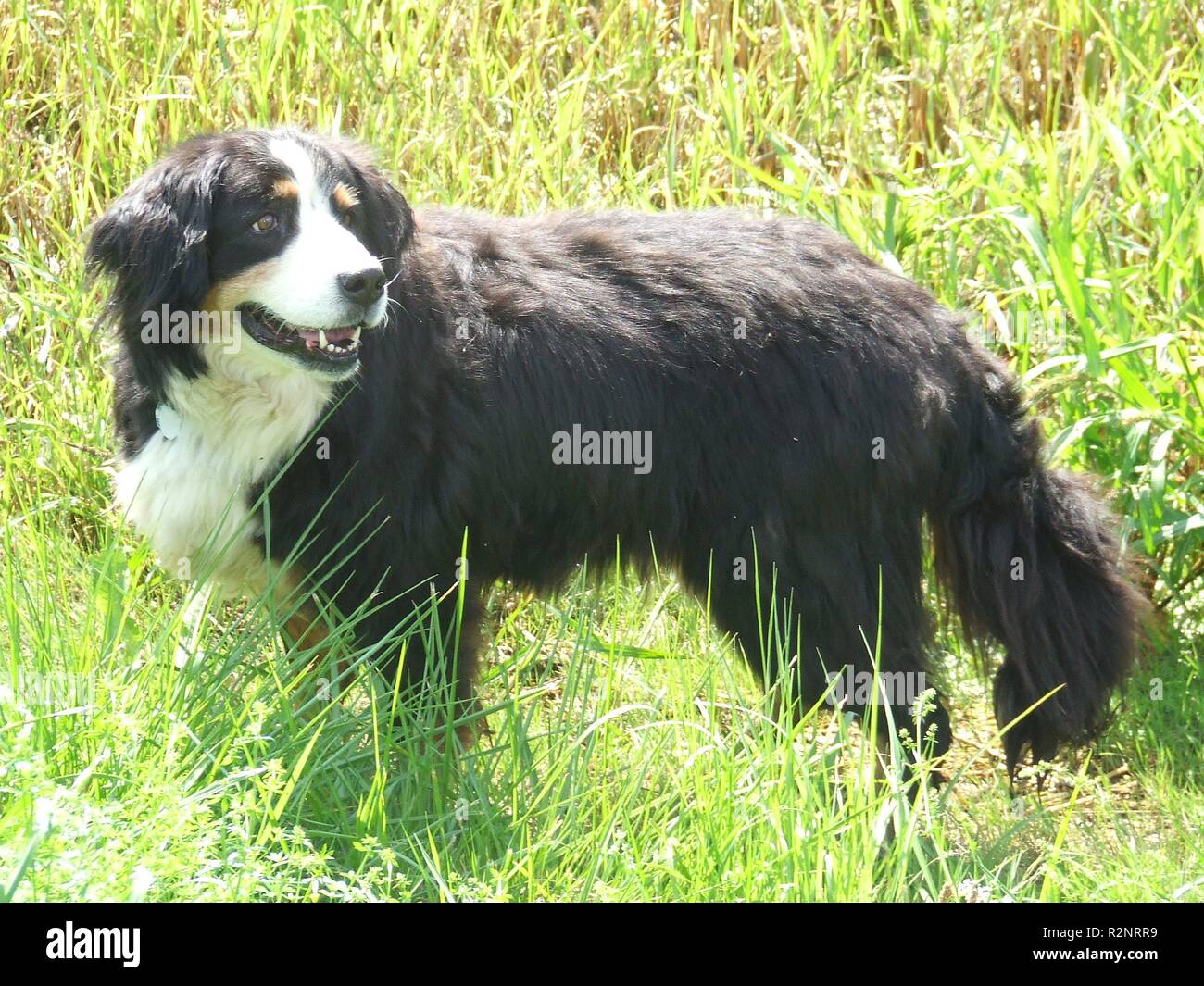 dog in tall grass Stock Photo - Alamy