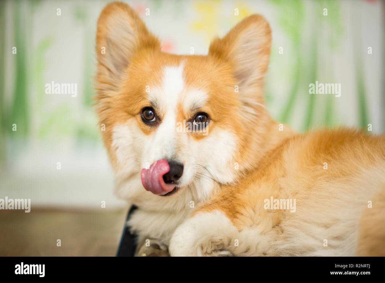 Dog corgi red color with his tongue out sticker close-up portrait Stock ...