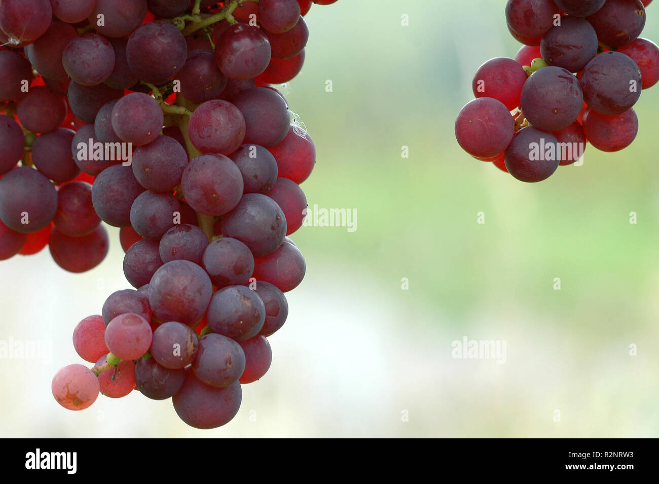 grapes 14 Stock Photo