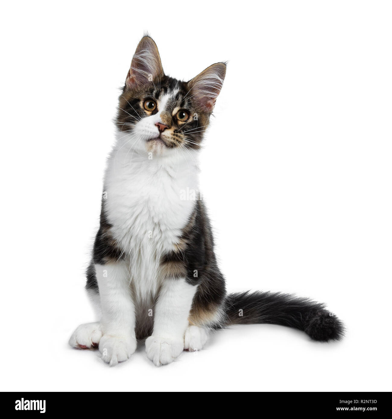 Cute Black Tabby With White Maine Coon Cat Kitten Sitting Front