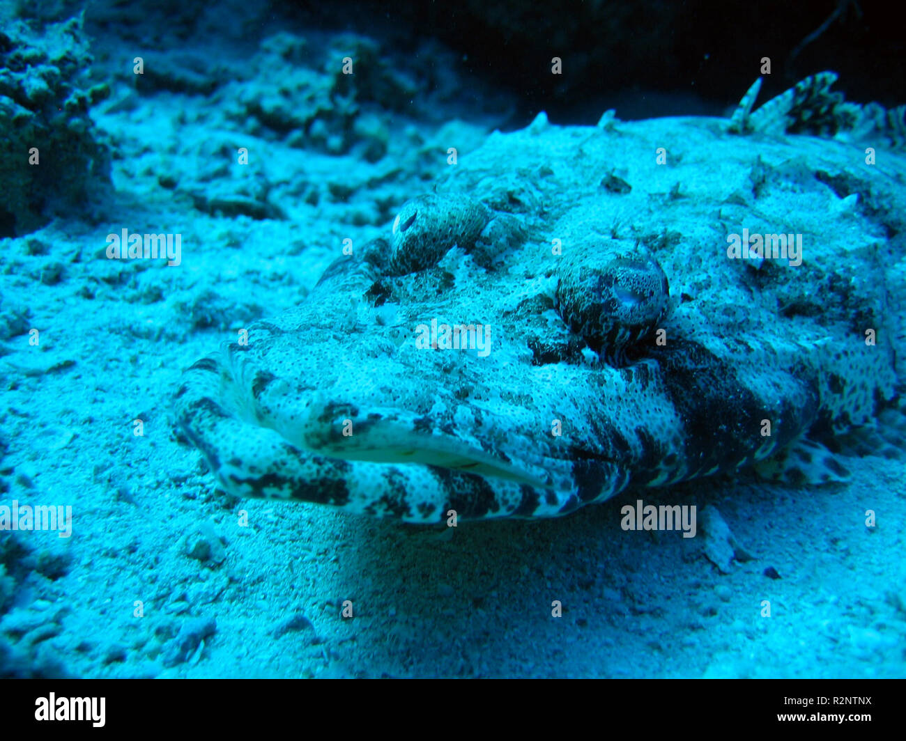 Krokodilfisch Stock Photos Krokodilfisch Stock Images Alamy