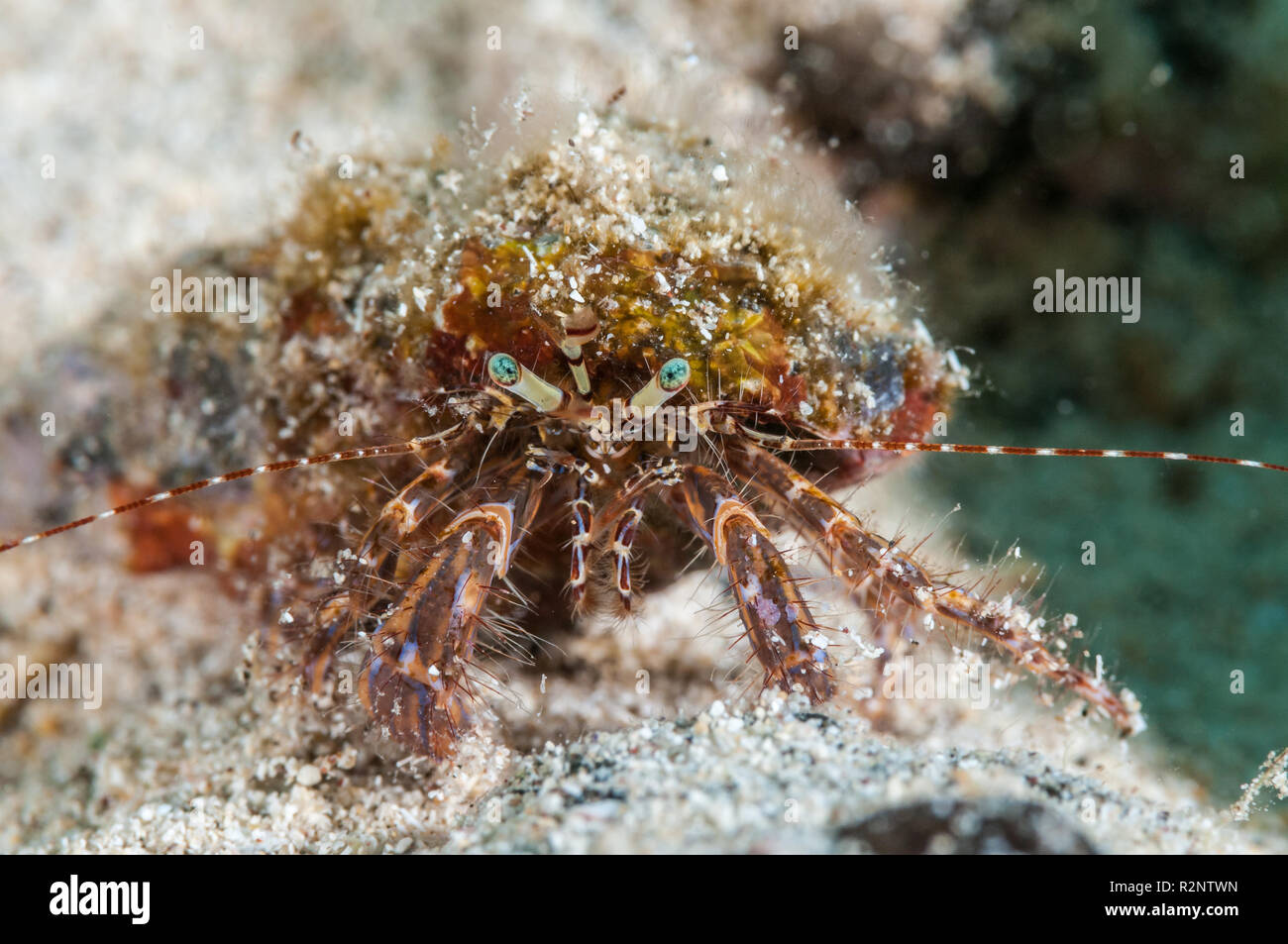 Pagurus anachoretus, hermit crab, La Graciosa, Canary Islands, Spain Stock Photo