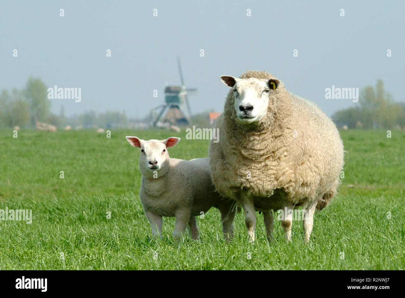sheep and windmill Stock Photo