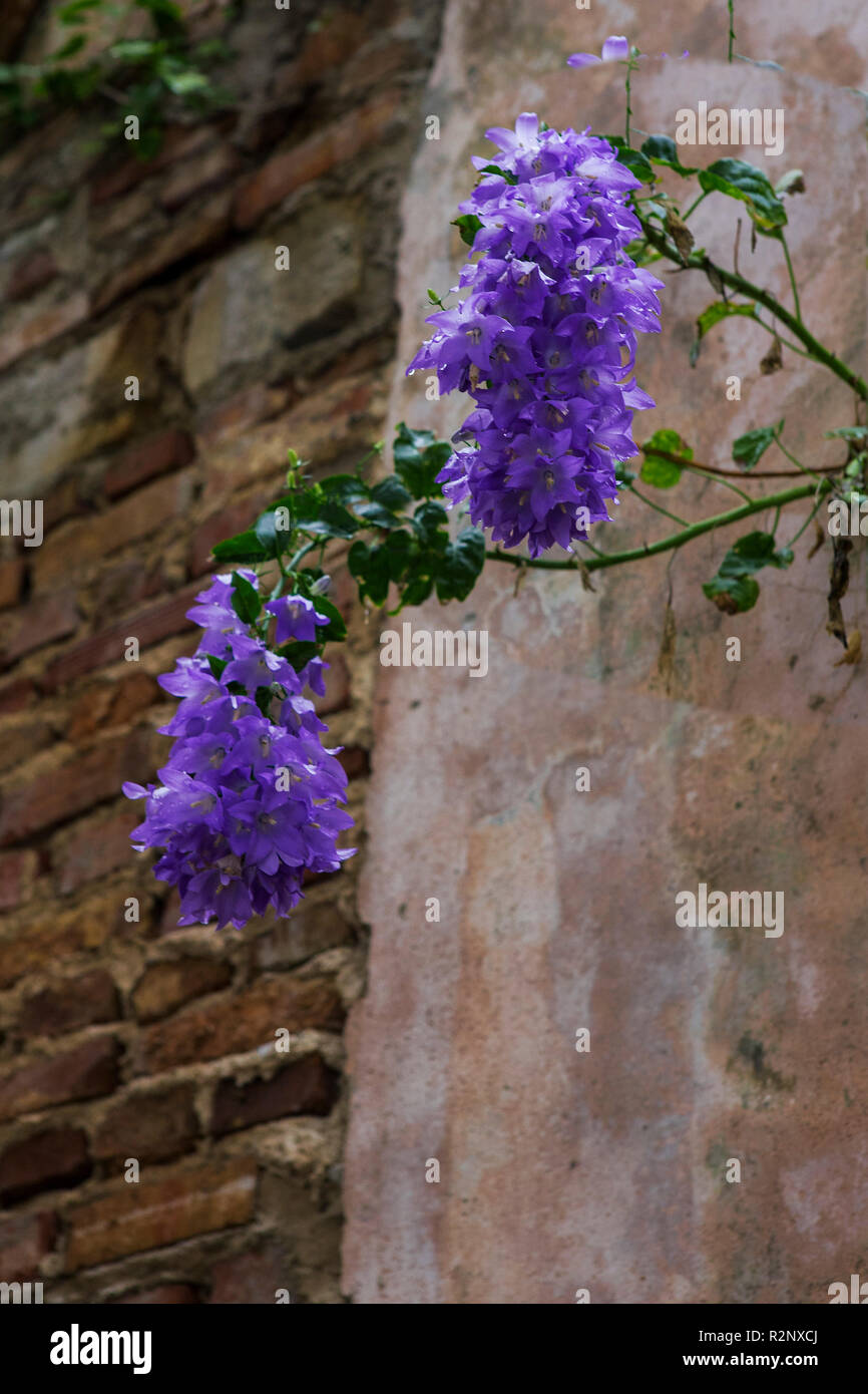Campanula (bellflower) growing out of a wall in the Old Town, Kotor, Montenegro Stock Photo