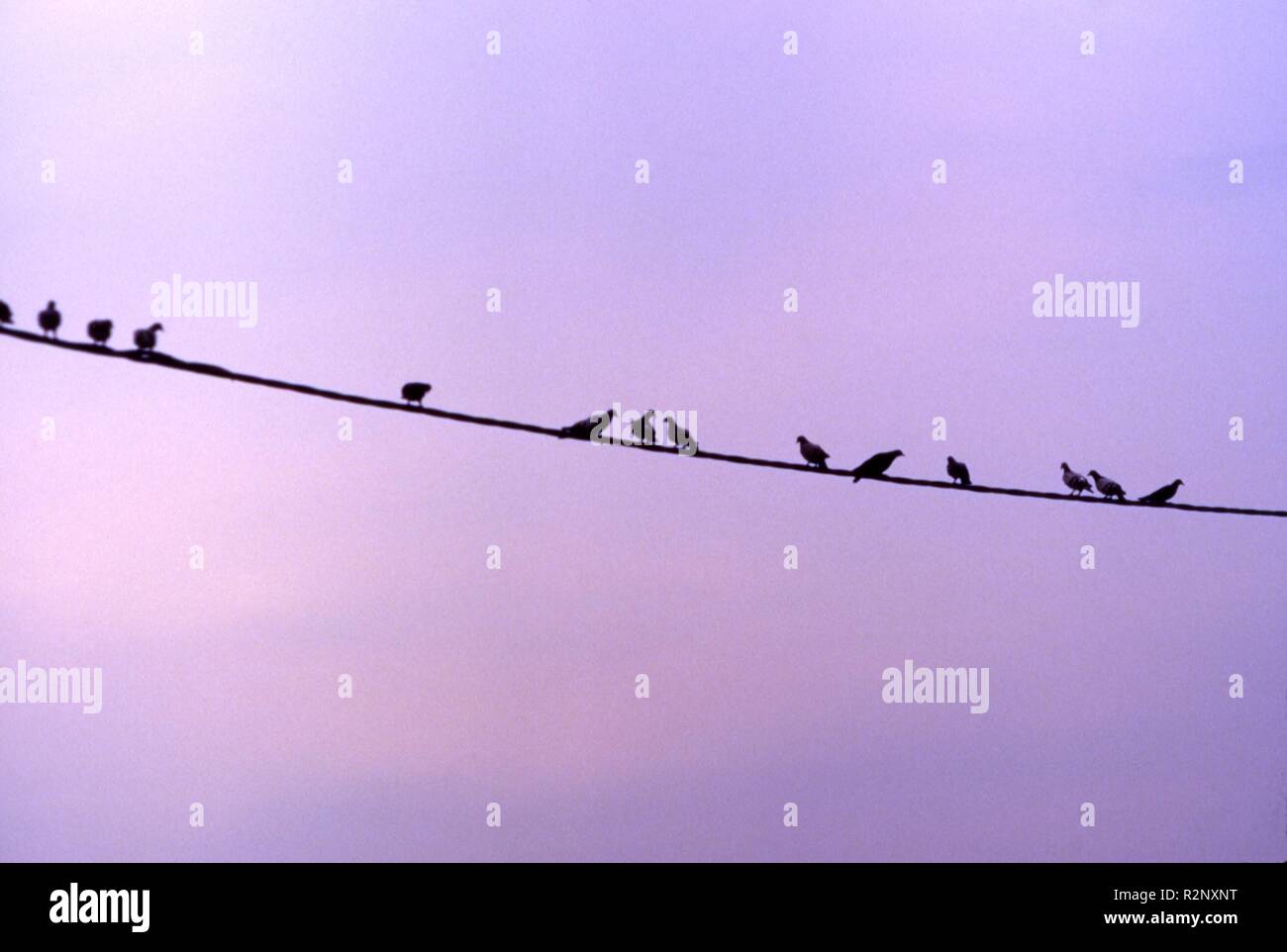 birds on the wire Stock Photo