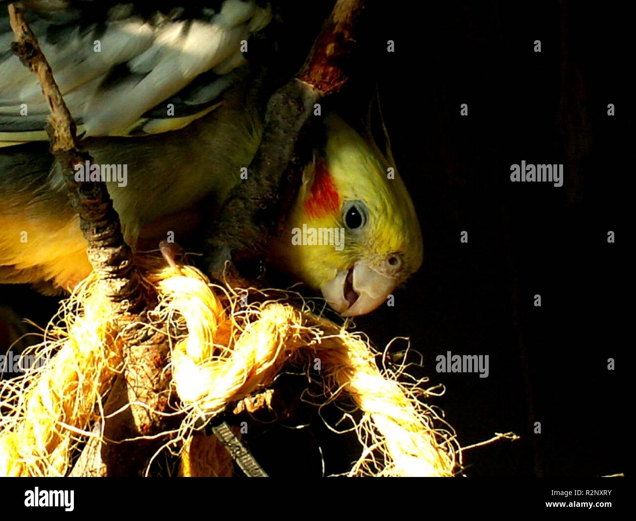 cockatiel Stock Photo