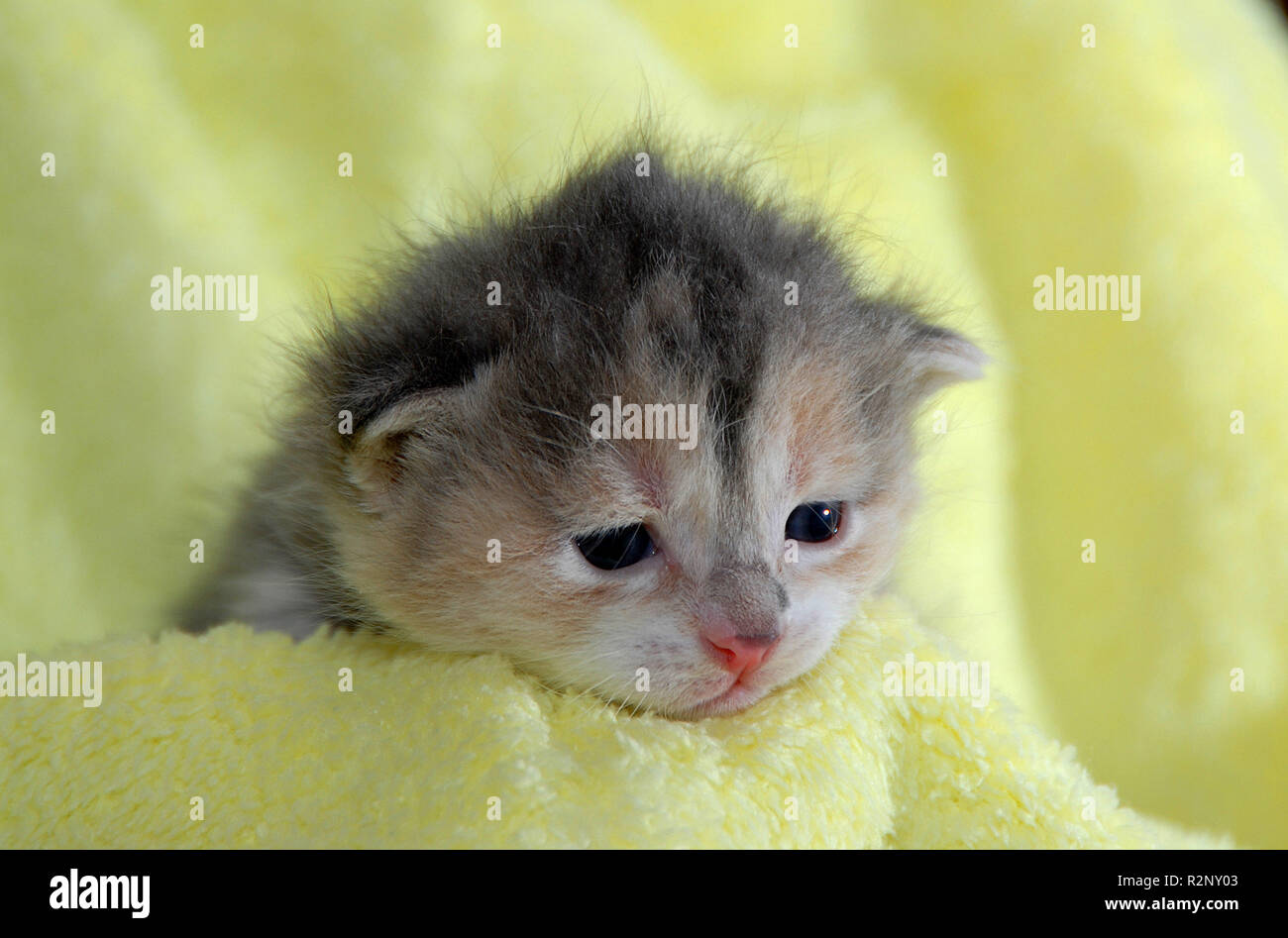 lilly (14 days old) Stock Photo