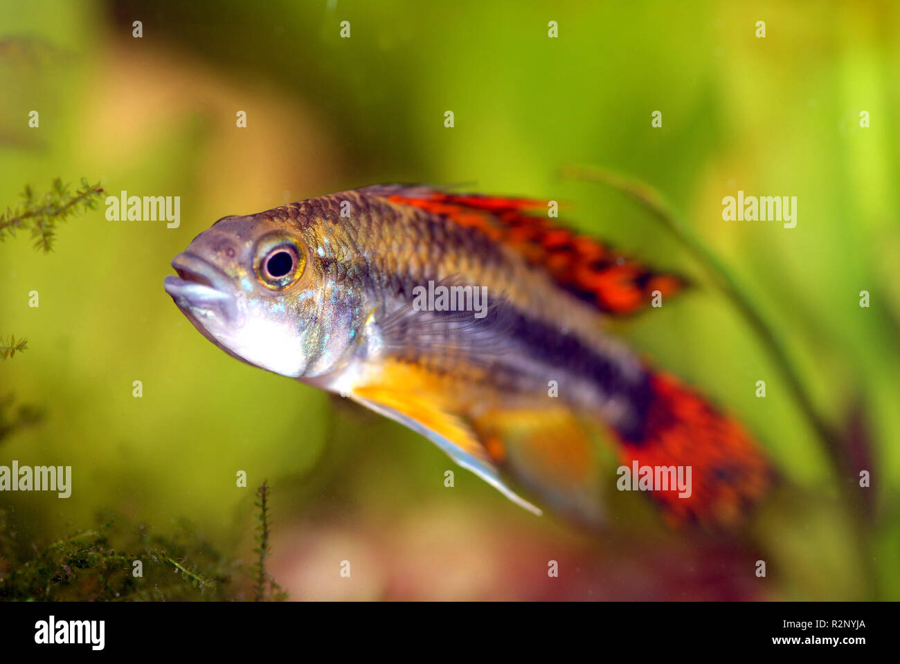 kakadu dwarf cichlid Stock Photo