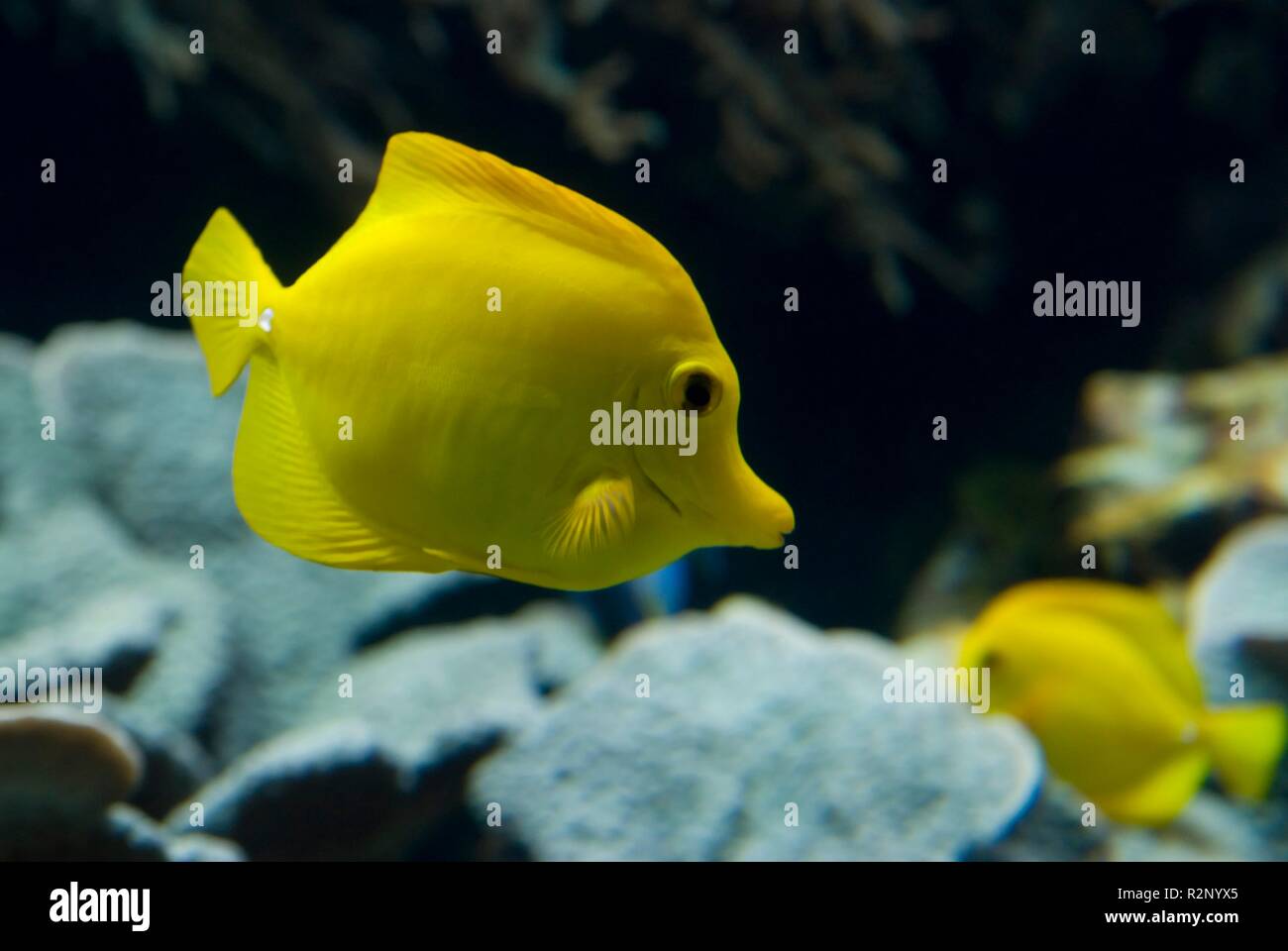 yellow surgeonfish Stock Photo