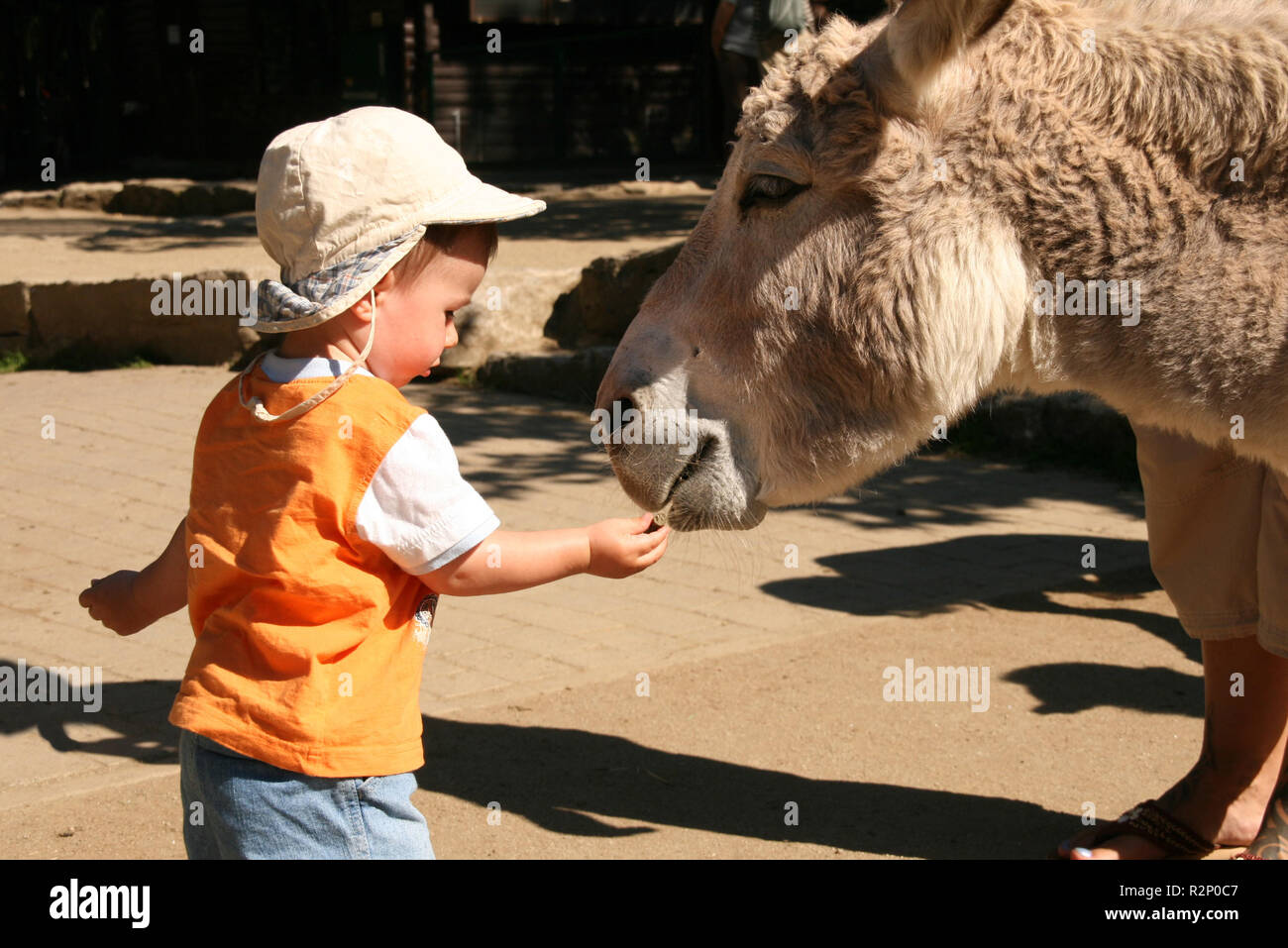 infant feeding a donkey Stock Photo - Alamy