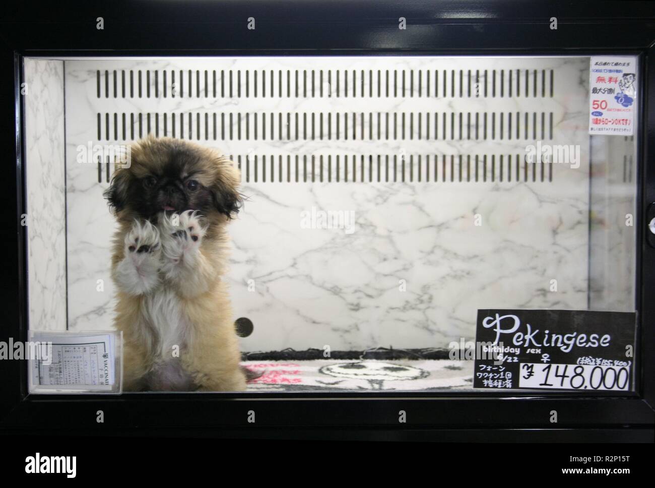 dog in pet store Stock Photo Alamy