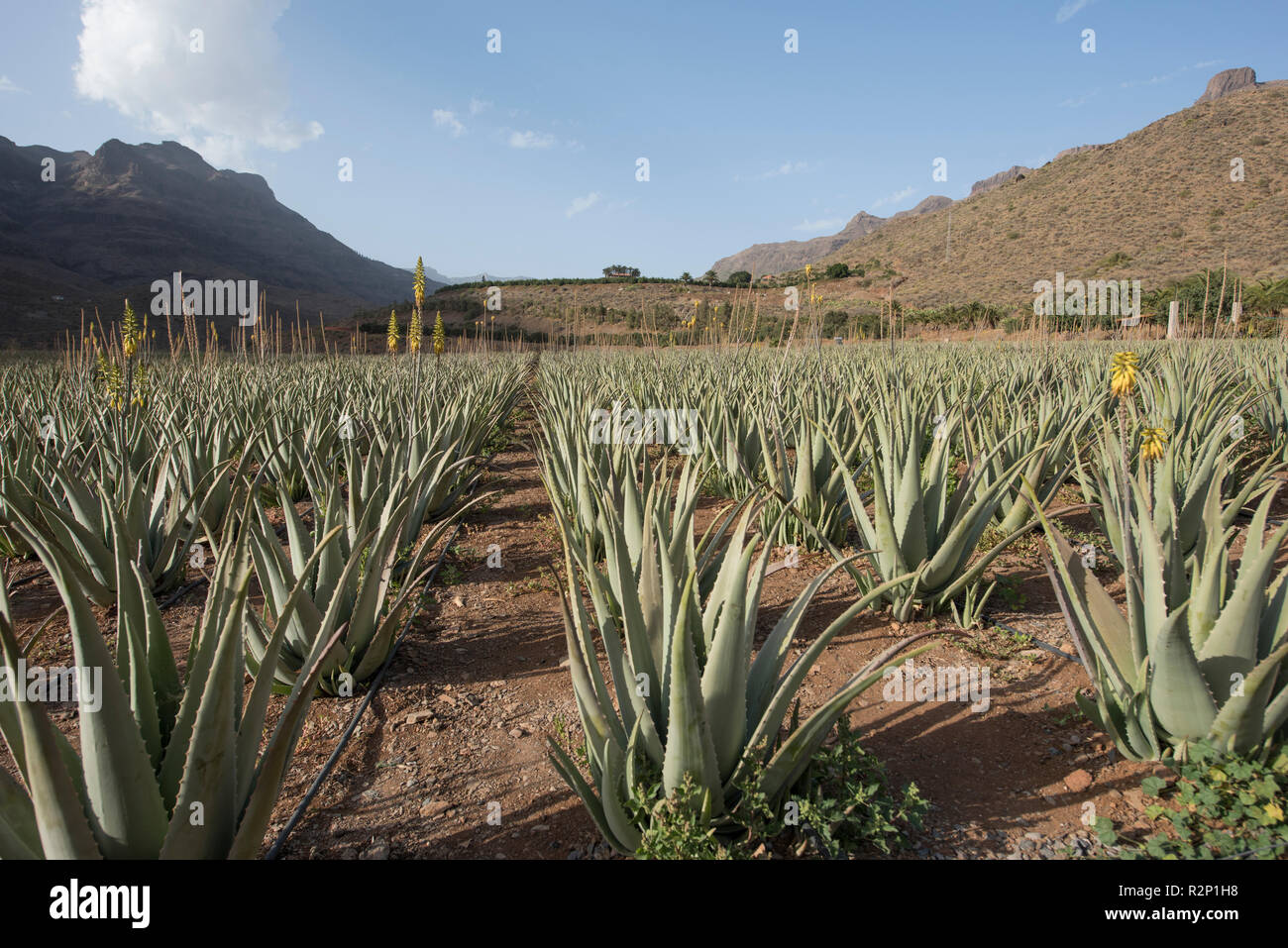 A field of cultivated Aloe Vera plants in the Barranco de Fataga (Fataga  Valley) near Fataga, Gran Canaria, Spain Stock Photo - Alamy