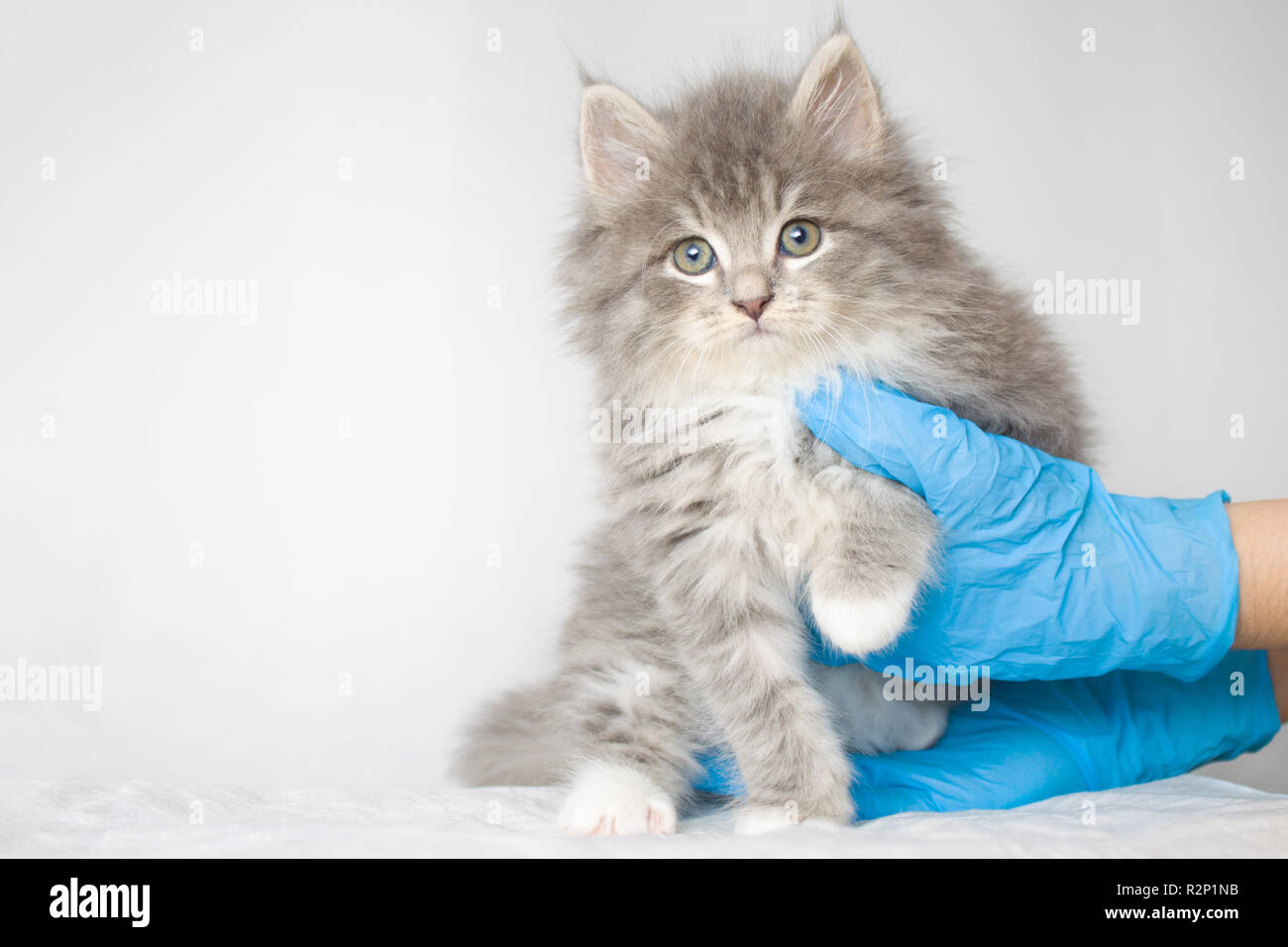Grey Persian Little Fluffy Maine Coon Kitte At Vet Clinic And