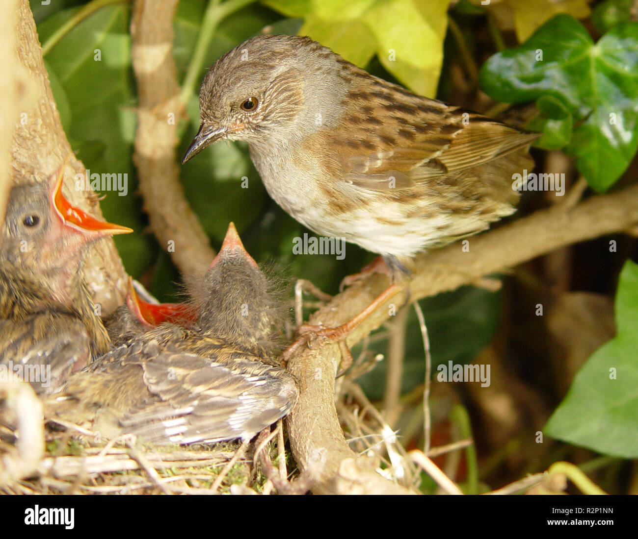 dunnock on nest 2 Stock Photo