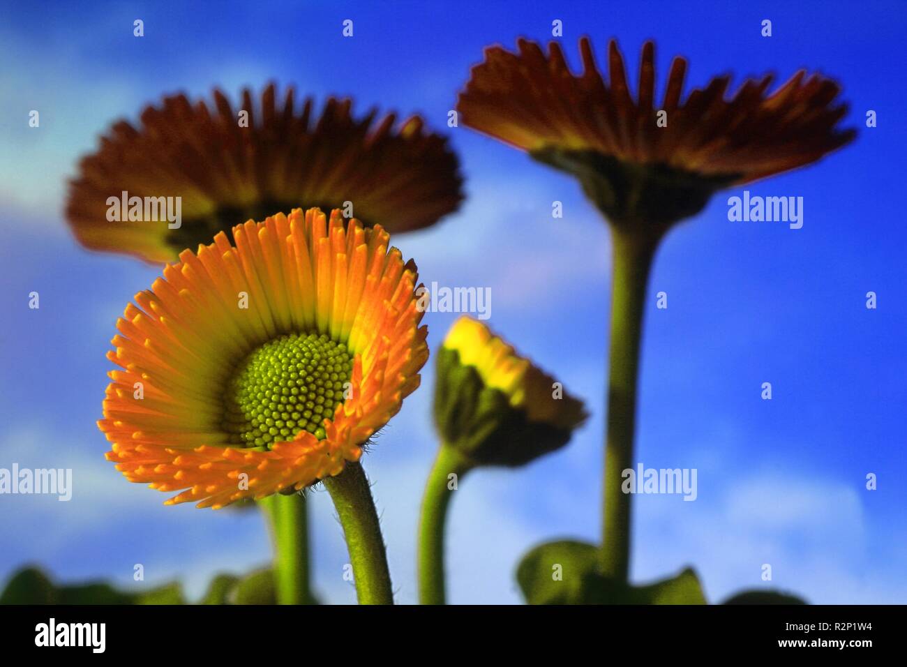 yellow daisies Stock Photo