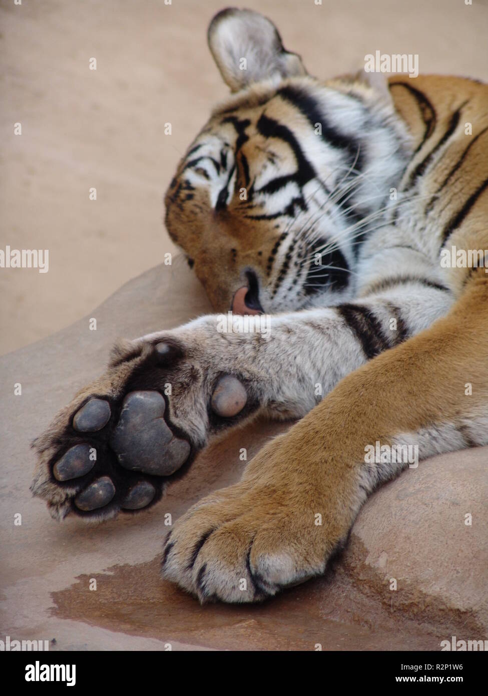 Paw Resolution Stock Photography and Images -