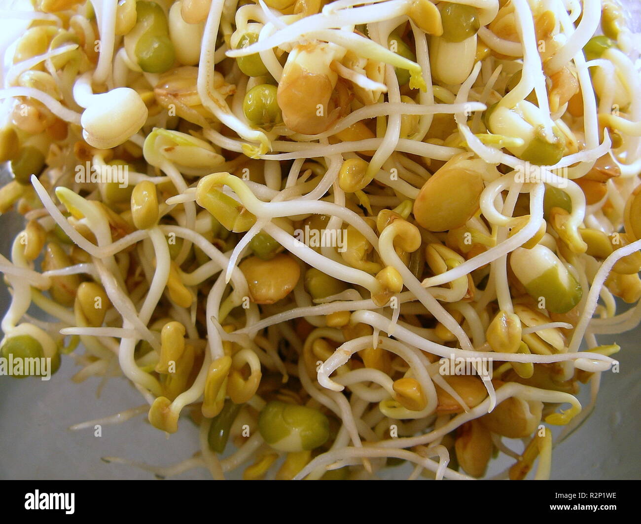ready-sprouts Stock Photo