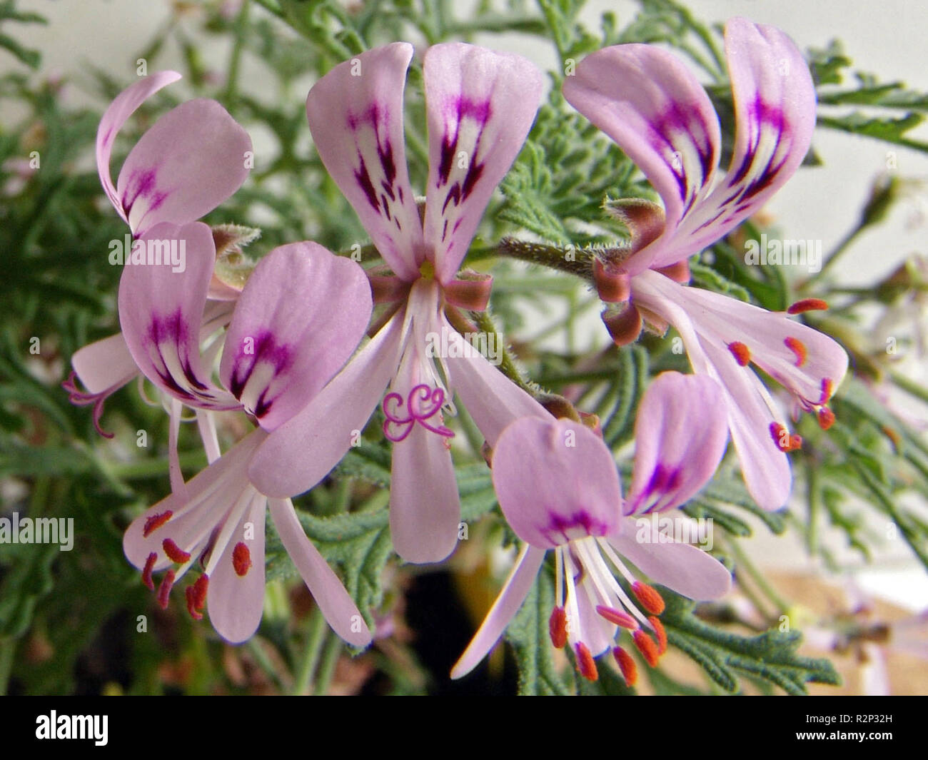 scented geranium 01 Stock Photo Alamy