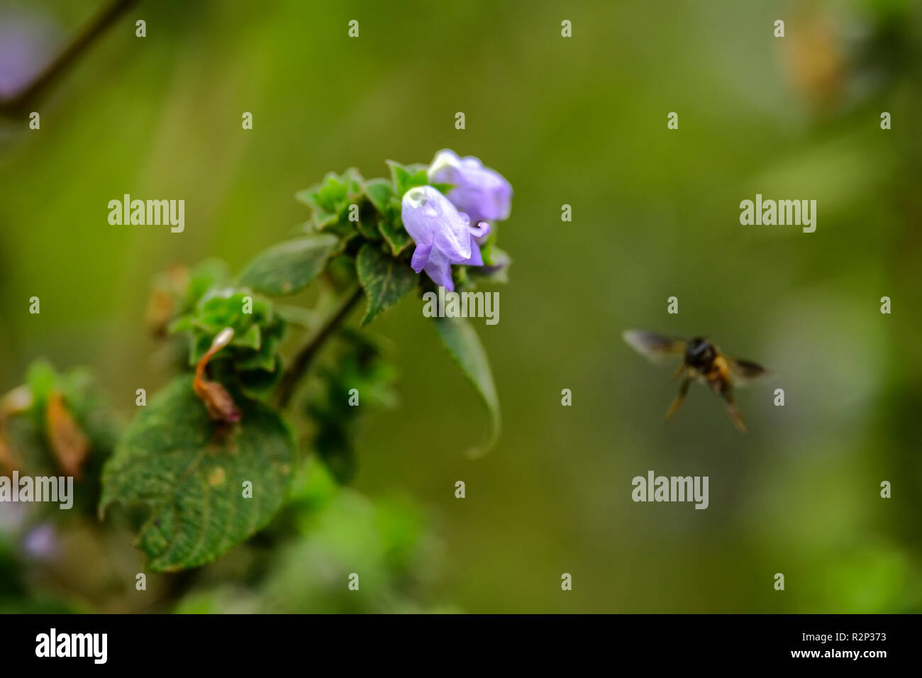 Strobilanthes kunthiana hires stock photography and images Alamy