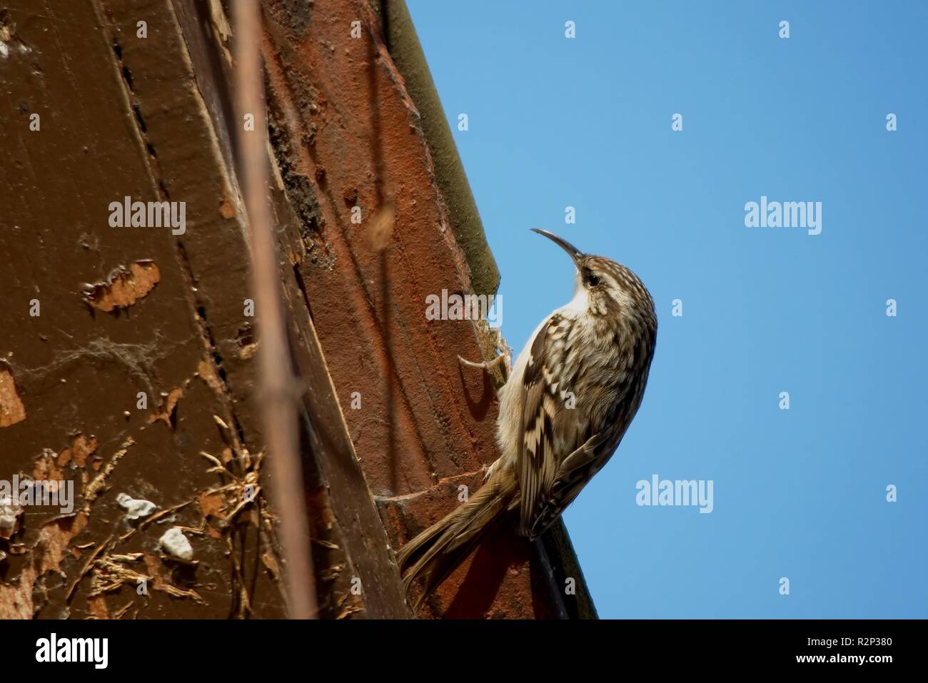 treecreeper Stock Photo Alamy