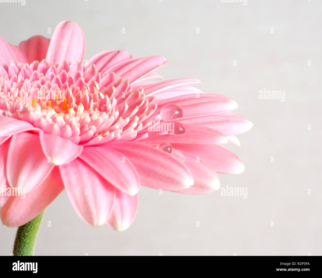 delicate flowers drops in pink Stock Photo