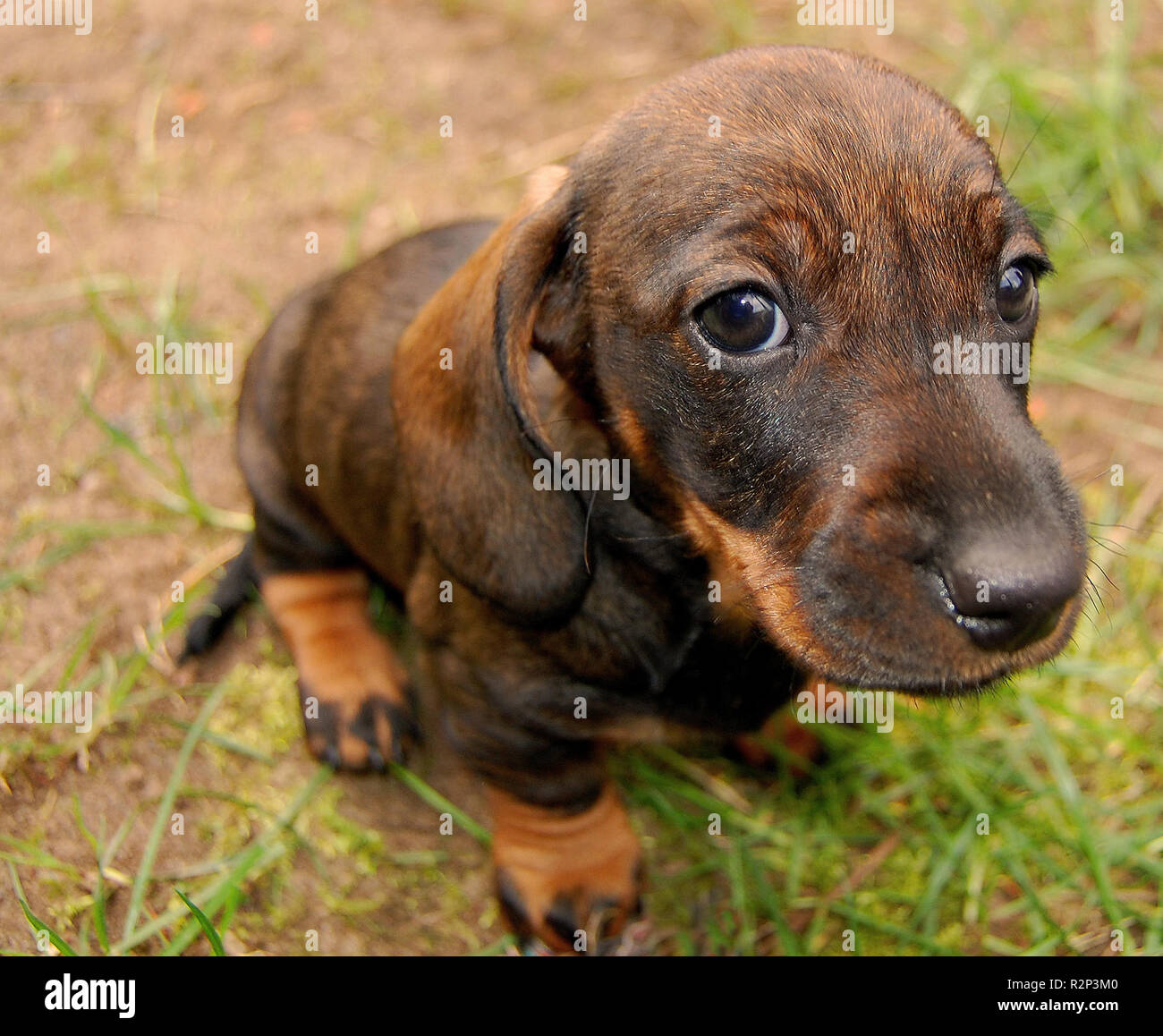 dachshund puppy Stock Photo