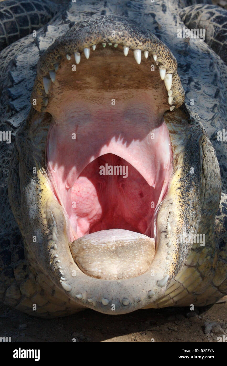 Alligator gullet hi-res stock photography and images - Alamy