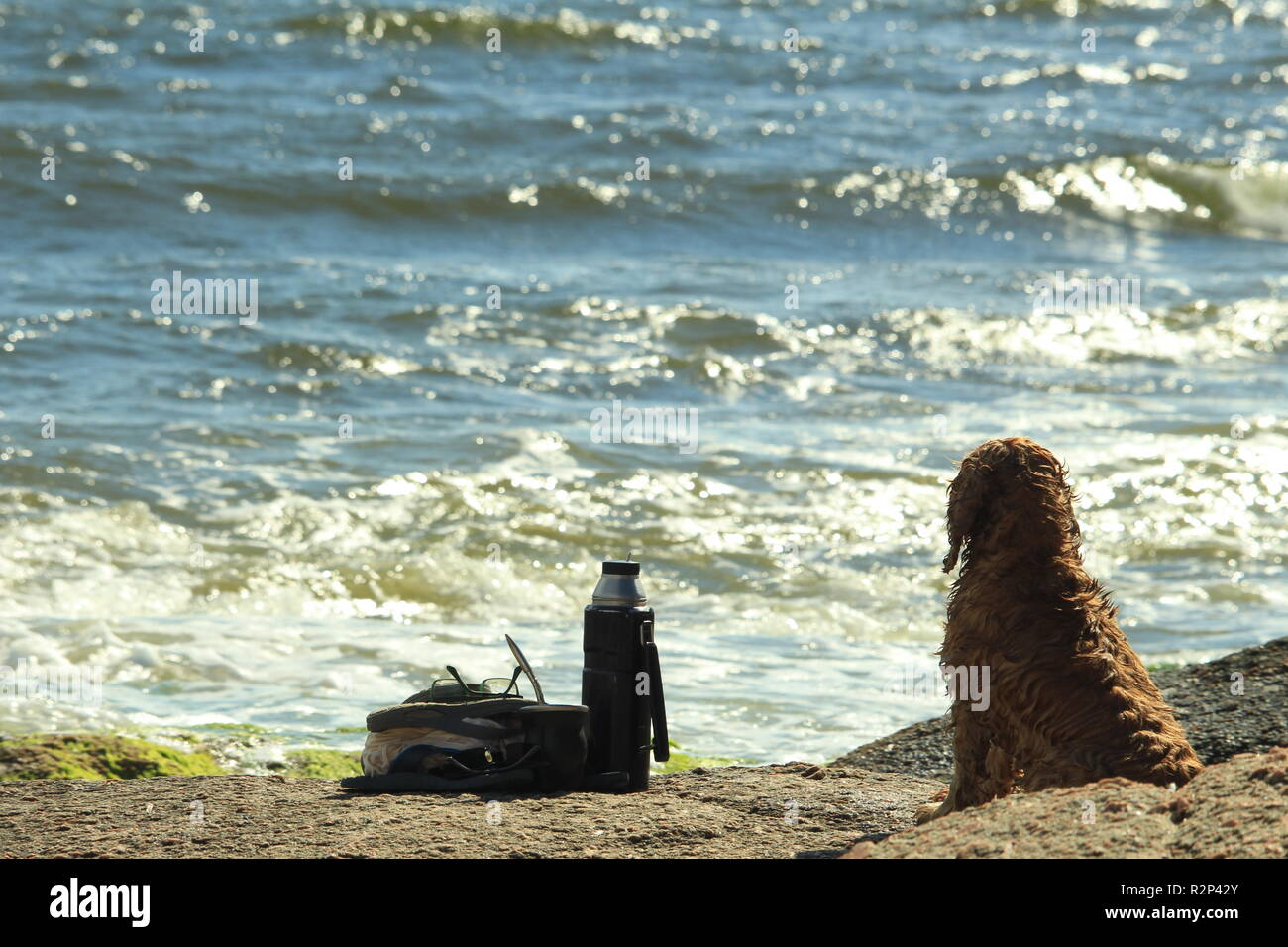 dog looks to the ocean waiting for his owner and take care of his mate herb thermos at Punta del Diablo, Uruguay Stock Photo