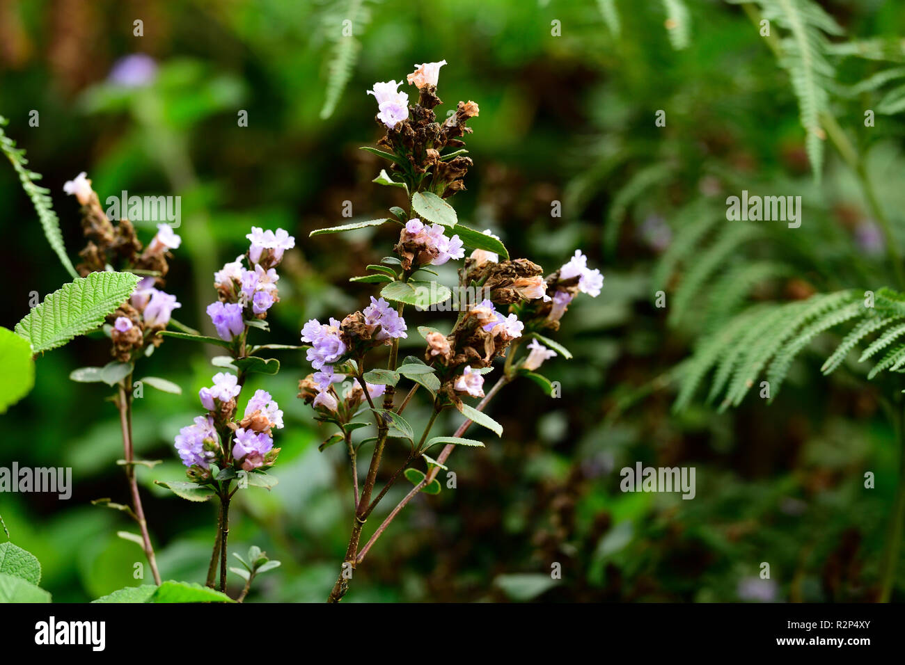Strobilanthes kunthiana hires stock photography and images Alamy